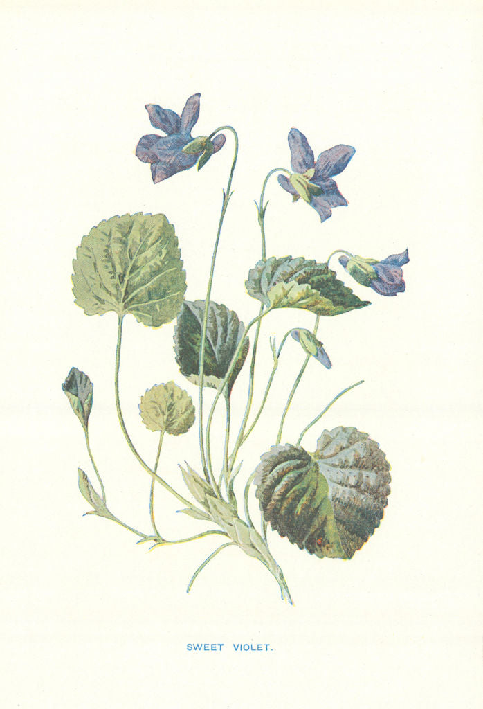 Sweet Violet. Wild Flowers by Frederick Edward Hulme c1895 old antique print